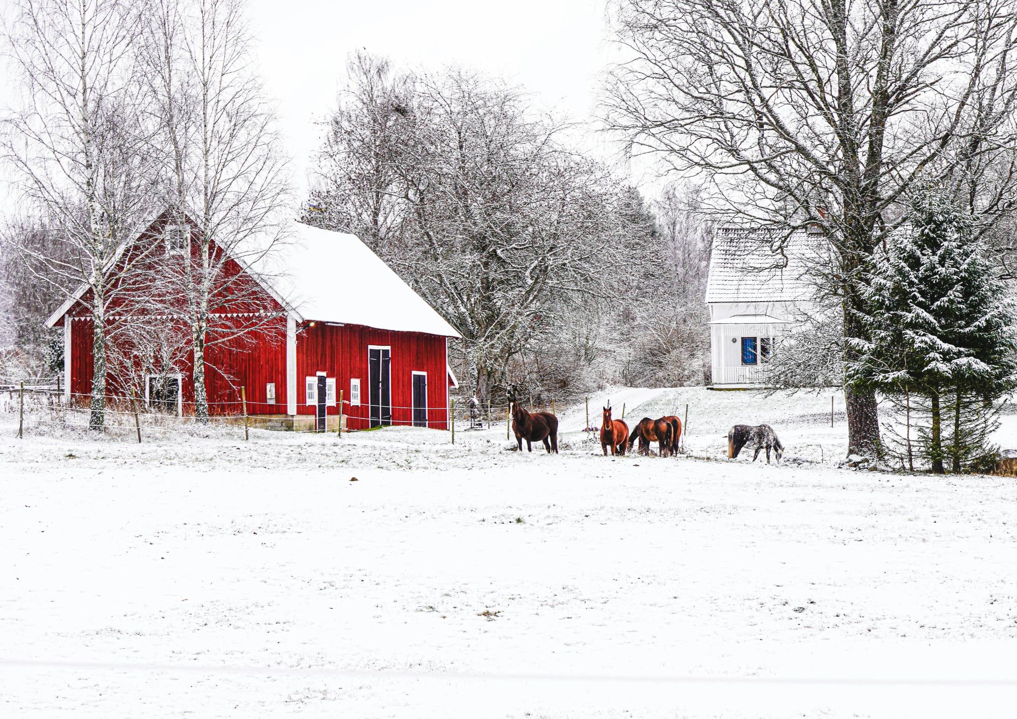 Rote Scheune im Schnee mit Pferden auf der Koppel